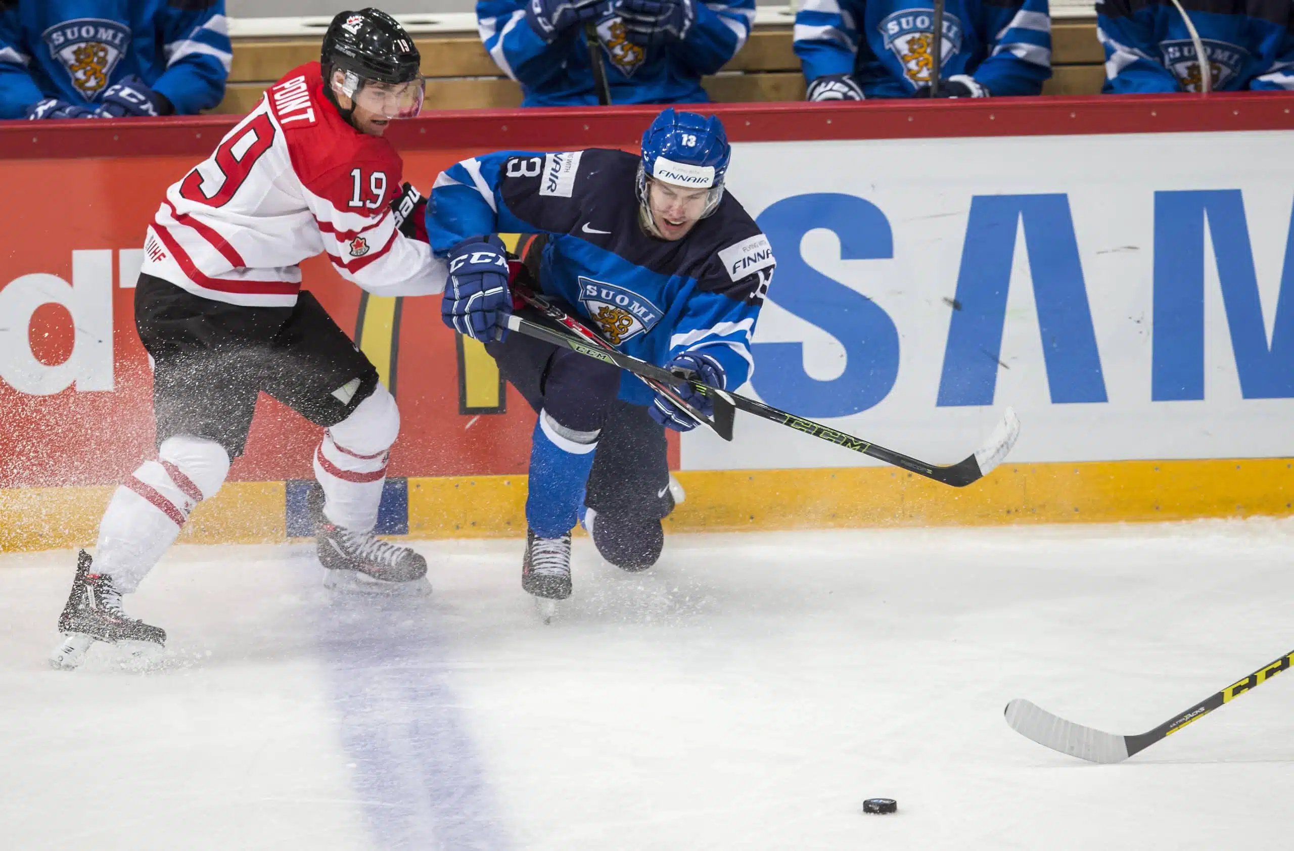 Kultaleijona törmäsi seinään ja nousi jaloilleen – ”Ei tiennyt, mitä tulevaisuus tuo”